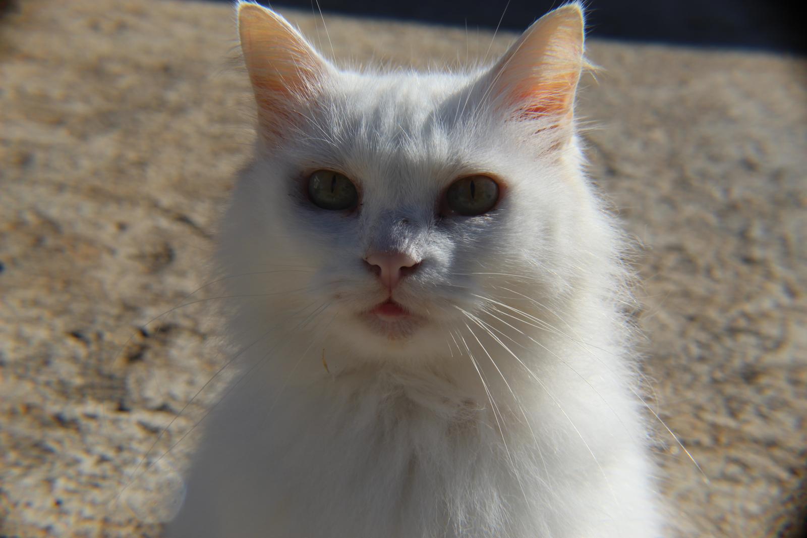 Alaska, mascota que inspiró Patitas PR