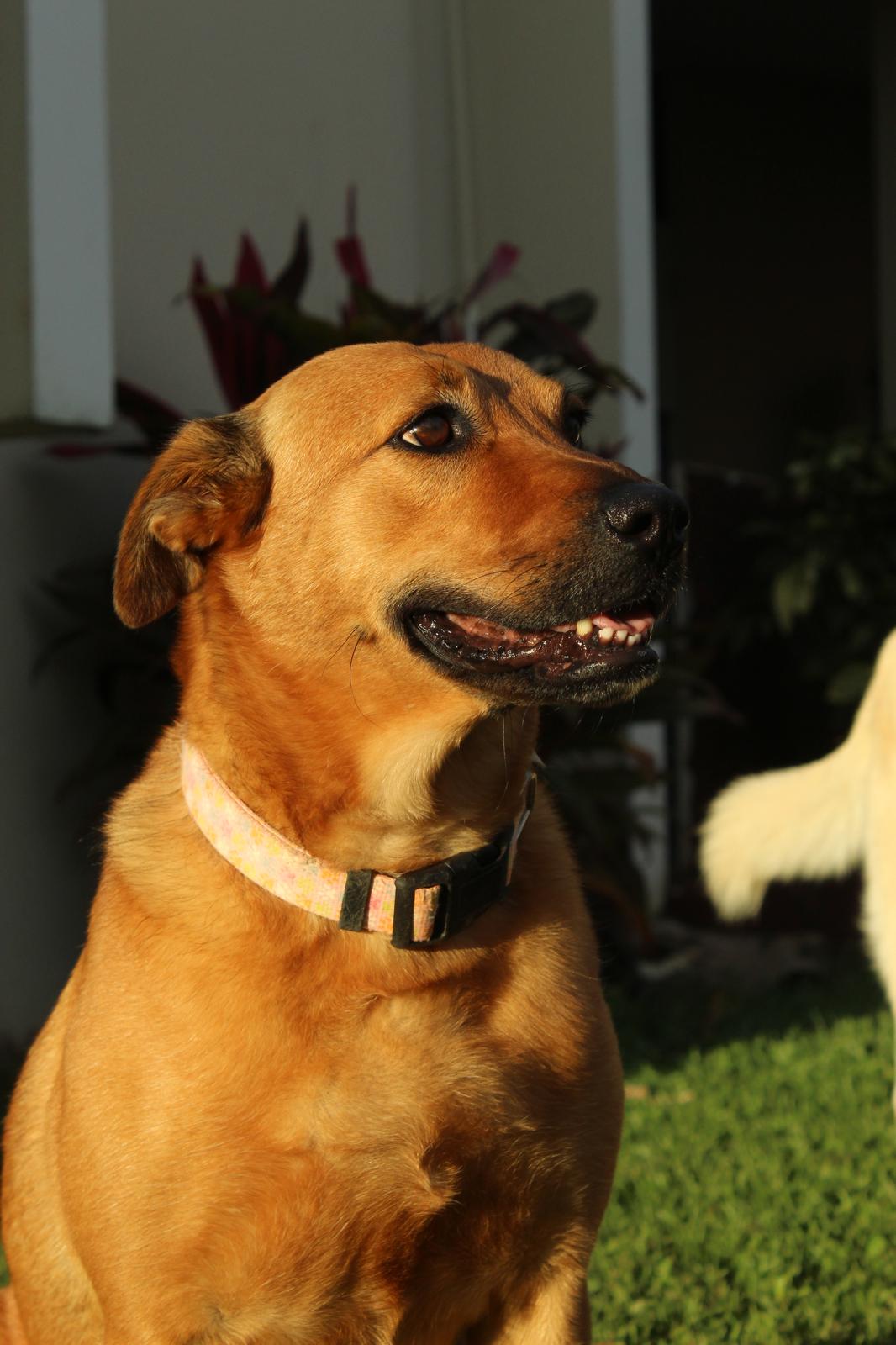 Caoba, mascota que inspiró Patitas PR