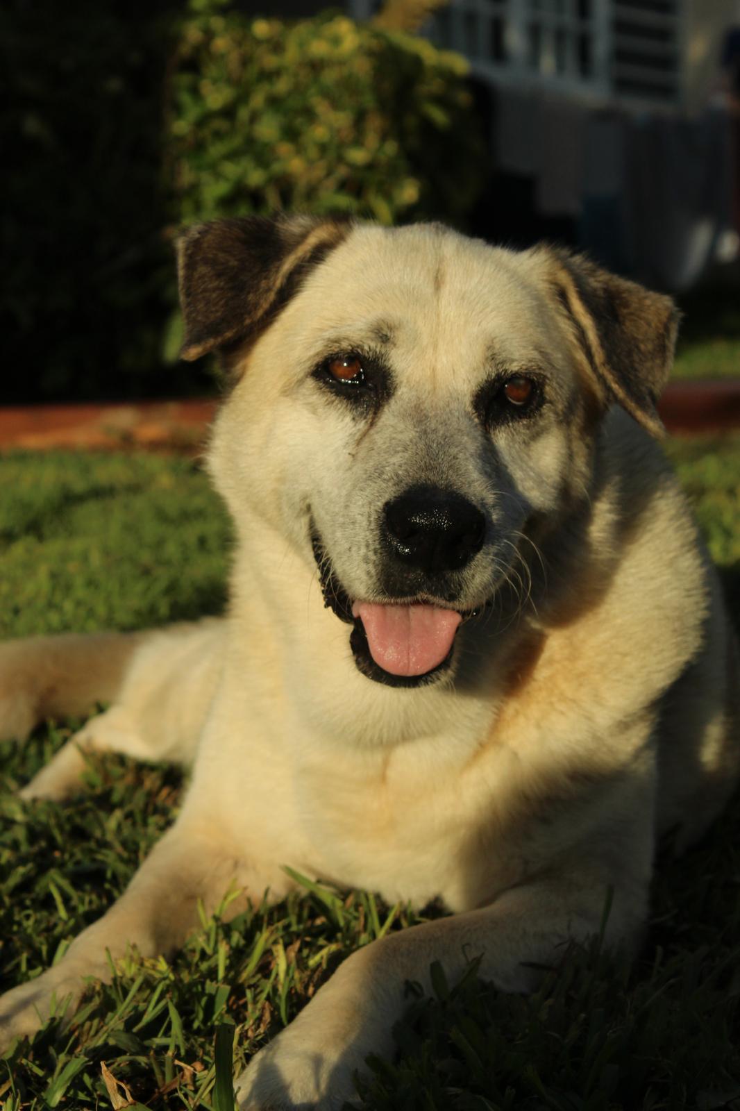 Clara, mascota que inspiró Patitas PR