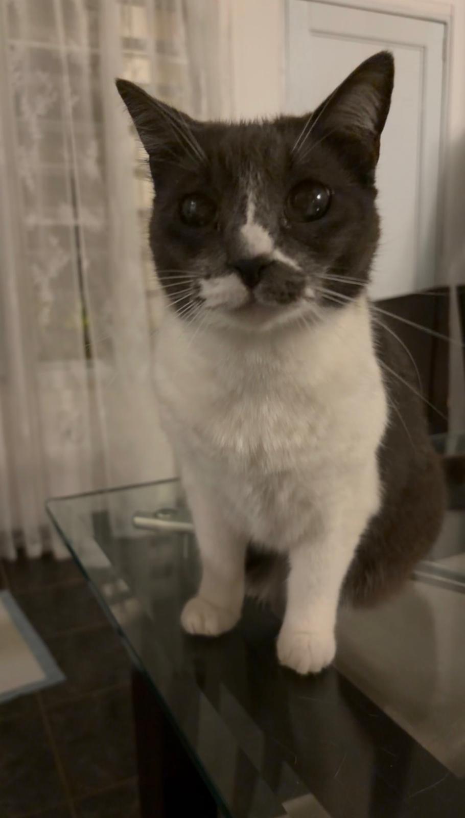 Marina, mascota que inspiró Patitas PR