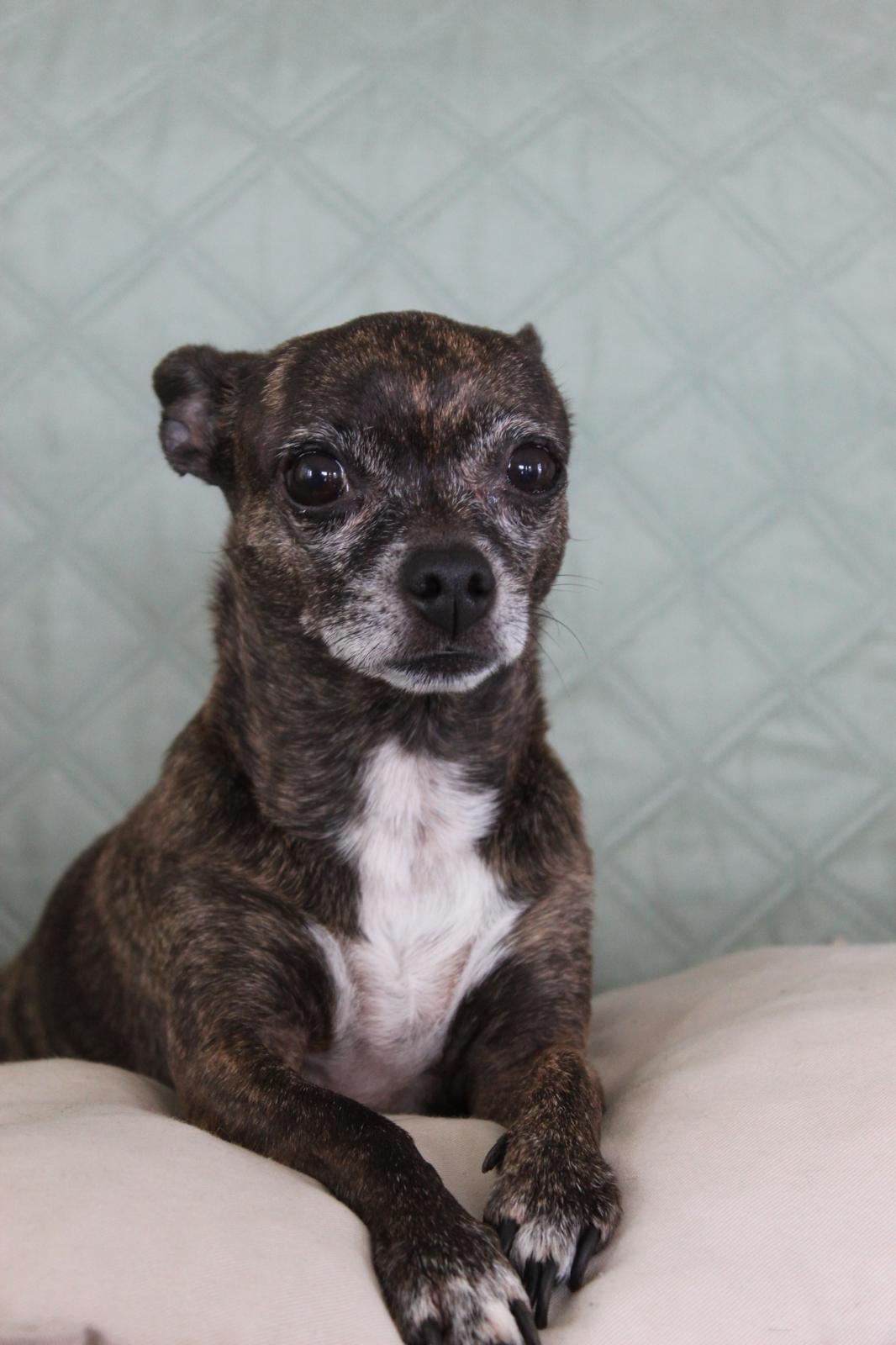 Sassy, mascota que inspiró Patitas PR