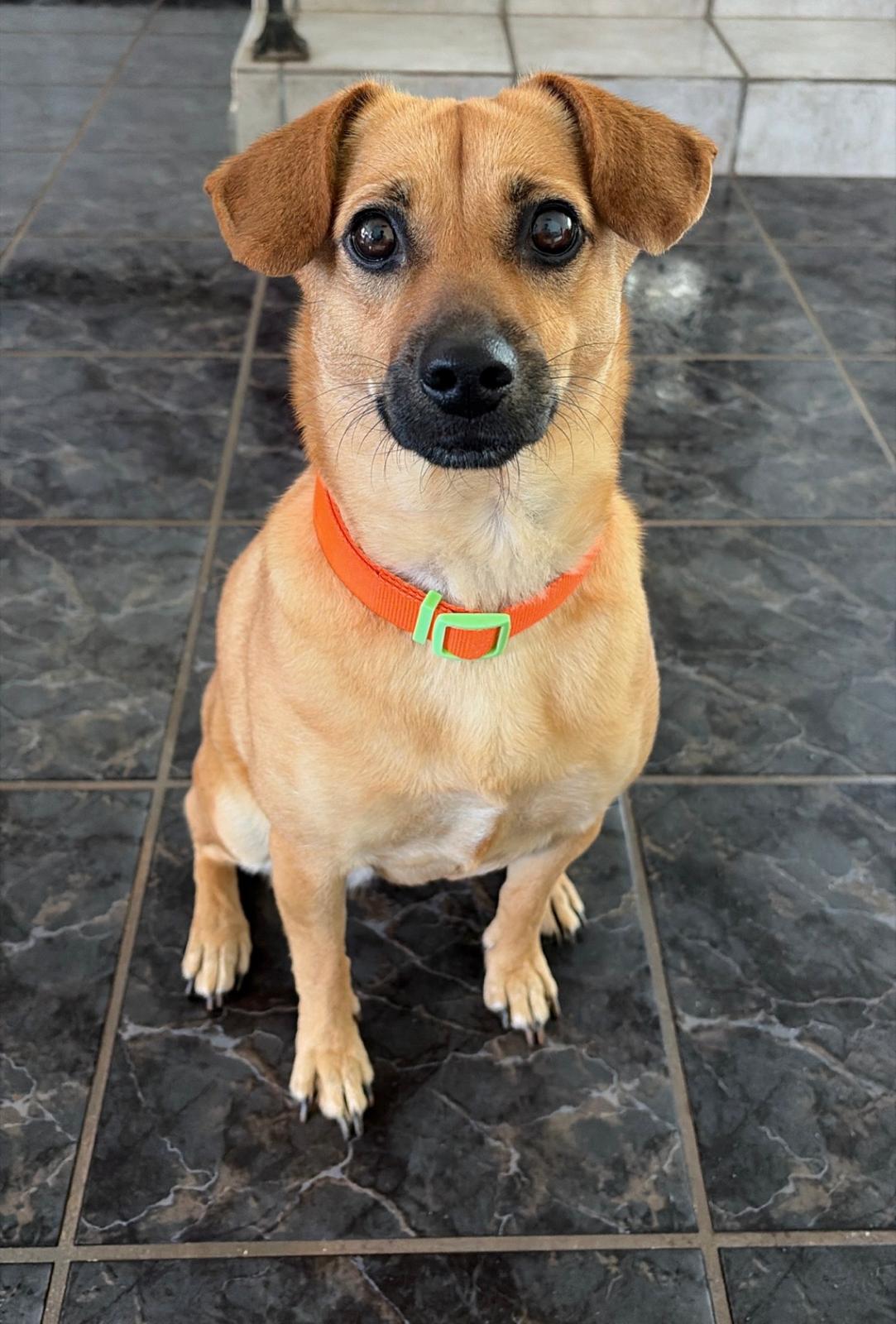 Valentina, mascota que inspiró Patitas PR